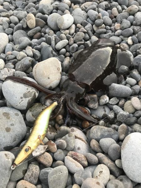 朝マズメのサーフエギング