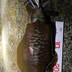 今シーズン最高