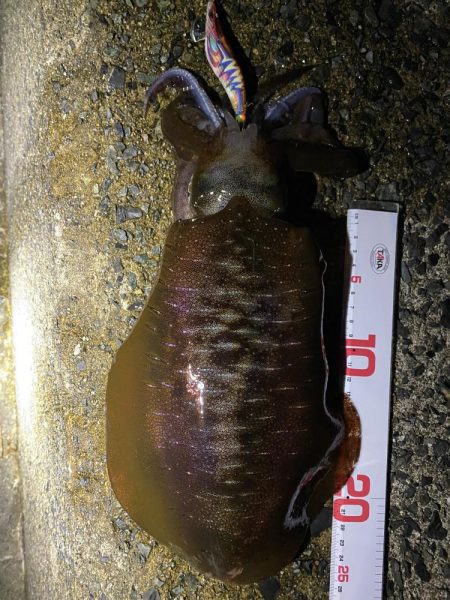 今シーズン最高