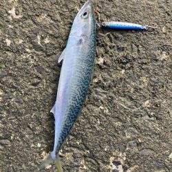 ショアジギング