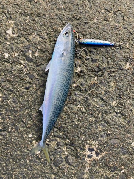 ショアジギング