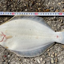 カレイ サイズUP v(^_^o)