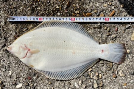 カレイ サイズUP  v(^_^o)