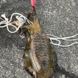 3杯 サイズなかなかあがってきた!