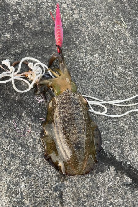 3杯　サイズなかなかあがってきた！