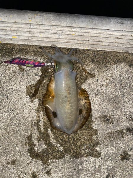 秋イカシーズン好調！