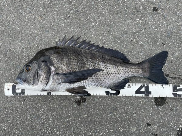 イチノ兄弟、釣果！