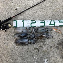 2021佐渡ヶ島 エギング　28回目