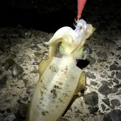 短時間エギング