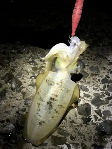 短時間エギング