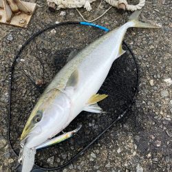 爆風湾岸ミノー