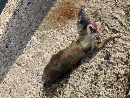 ひさびさの墨まみれ