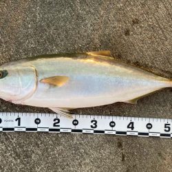 初ショアメジロ❗️ 南港リベンジャーズ