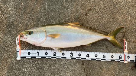 初ショアメジロ❗️ 南港リベンジャーズ