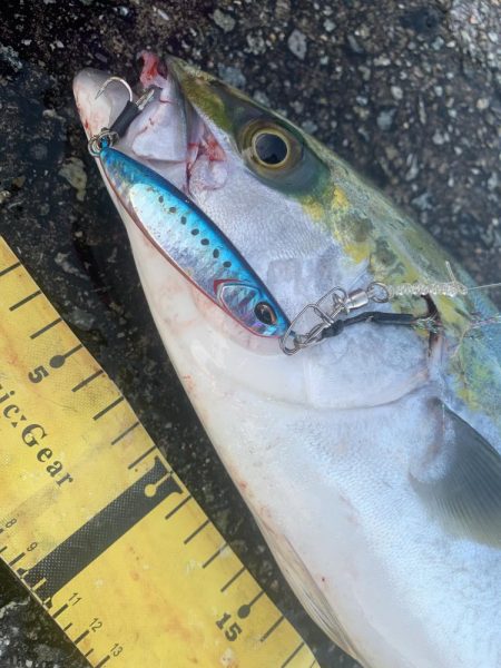 淡路島　ショアジギング  ハマチ46センチ…