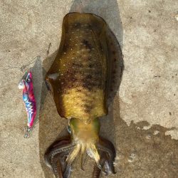 社会人の暇釣行