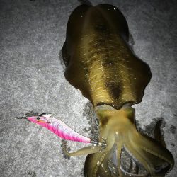 今回初アオリイカ