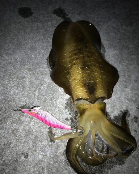 今回初アオリイカ