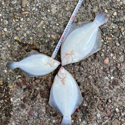 カレイ　厚みが増してきました