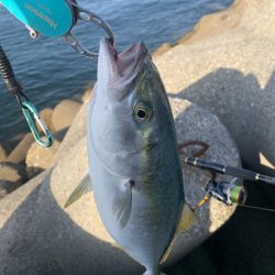 ギリ？、ハマチ