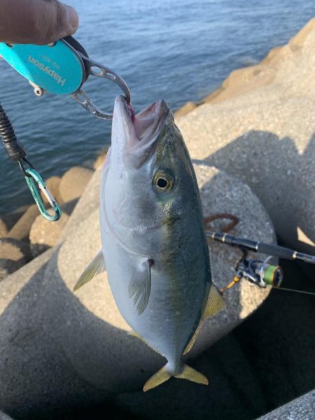 ギリ？、ハマチ