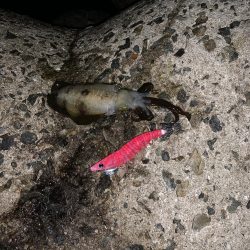 エギング初釣果