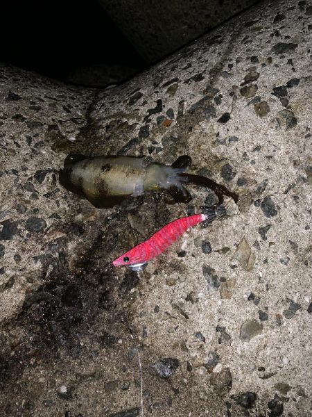 エギング初釣果