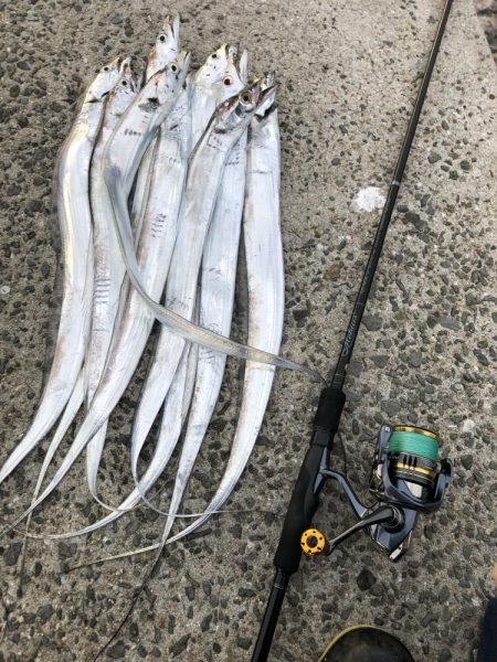 シブイ　タチウオさん