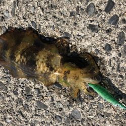 アオリイカ　自己ベスト