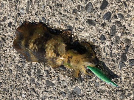 アオリイカ　自己ベスト