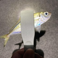 秋のライトゲーム