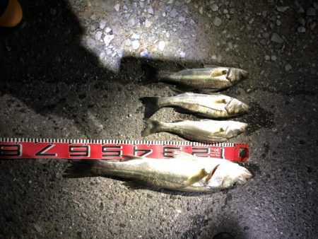 連続ヒットのシーバス60