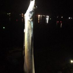 太刀魚リベンジ