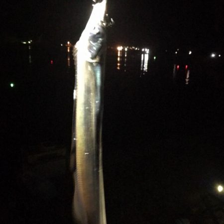 太刀魚リベンジ