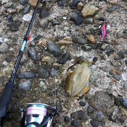 リリースしたアオリイカ