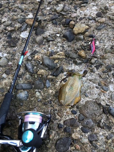 リリースしたアオリイカ