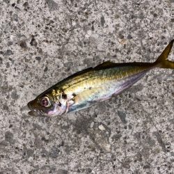 常夜灯アジング