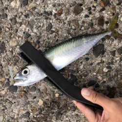 久々のアジング