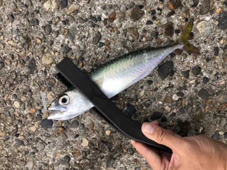 久々のアジング