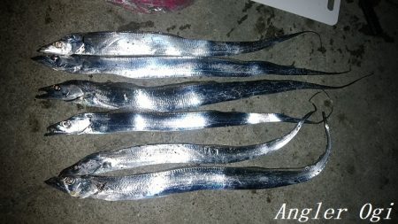 タチウオの引き釣りはボーズなし！