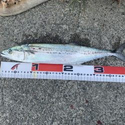 ファミリーフィッシング