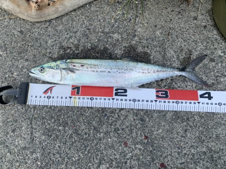 ファミリーフィッシング