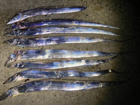 タチウオ和歌山遠征