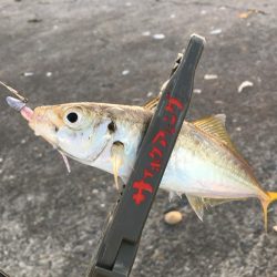 激濁りの夕まずめ