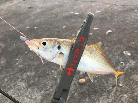 激濁りの夕まずめ