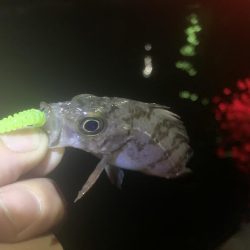 手探りでの海釣り