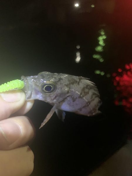 手探りでの海釣り