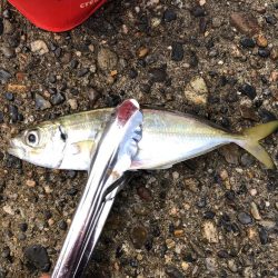 アジング釣行