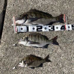 チヌ3、ガシラ3