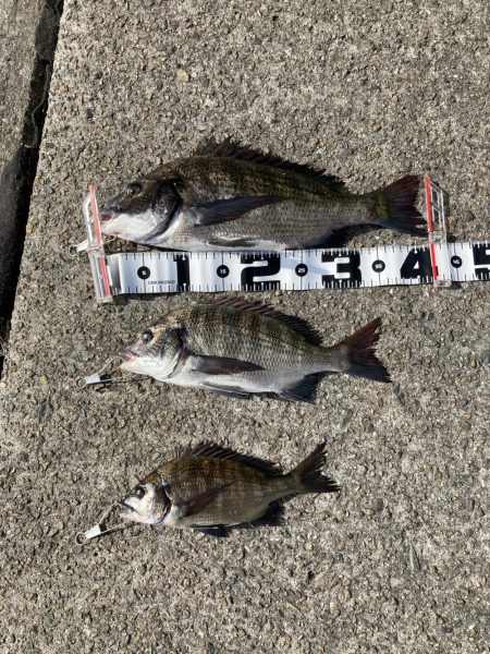 チヌ3、ガシラ3